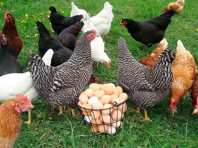 Содержание кур и уход за ними | ЗооТом - продажа, вязка и услуги для животных в Макарове