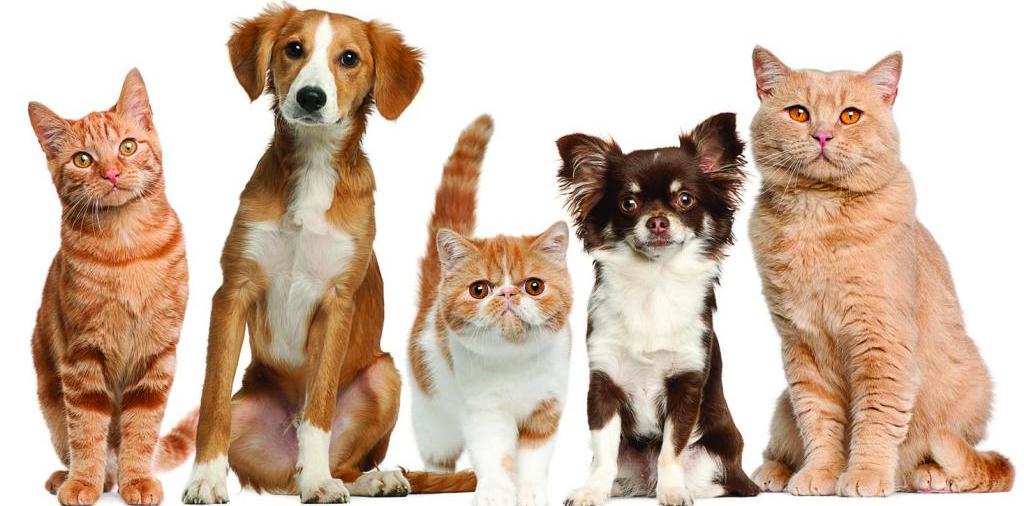 Доска объявлений о животных | ЗооТом - продажа, вязка и услуги для животных в Макарове