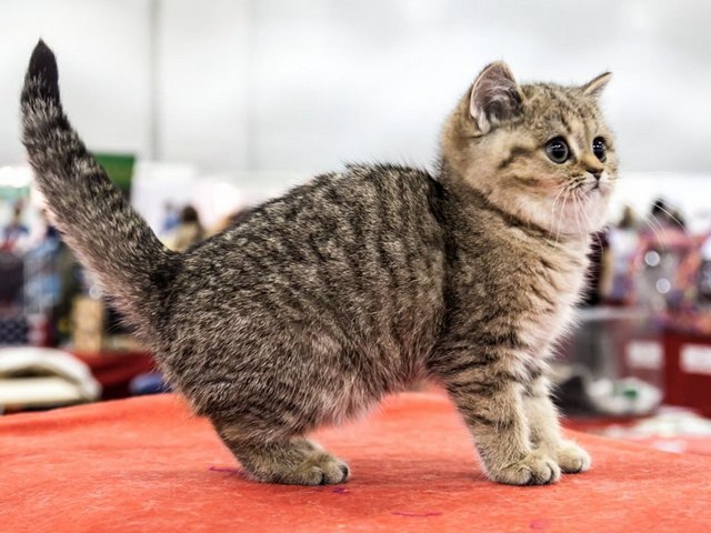 Породы кошек в Макарове | ЗооТом портал о животных