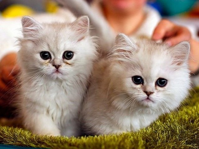Породы кошек в Макарове | ЗооТом портал о животных