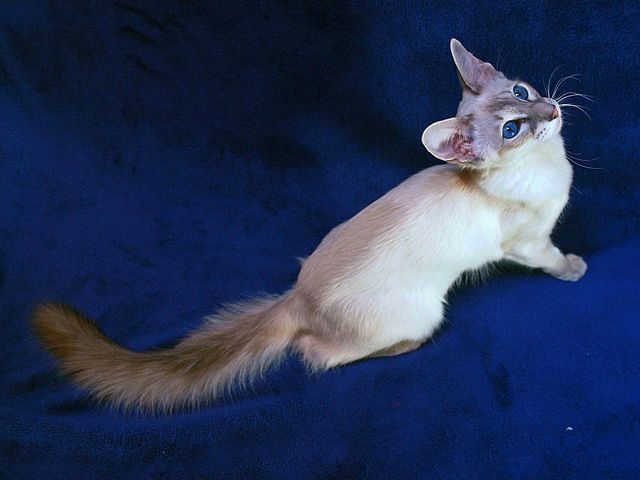 Выведенные породы кошек в Макарове | ЗооТом портал о животных