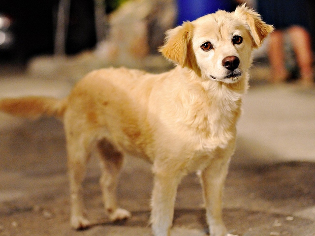 Породы собак в Макарове | ЗооТом портал о животных