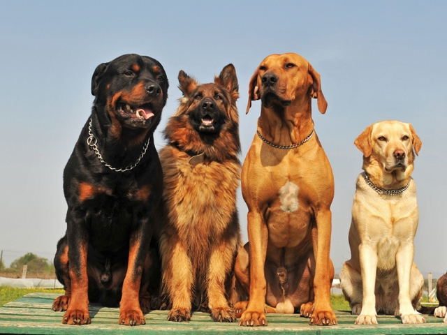 Крупные породы собак в Макарове | ЗооТом портал о животных