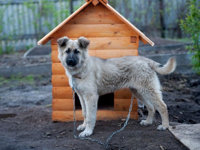 Все о собаках в Макарове Все о собаках в Макарове